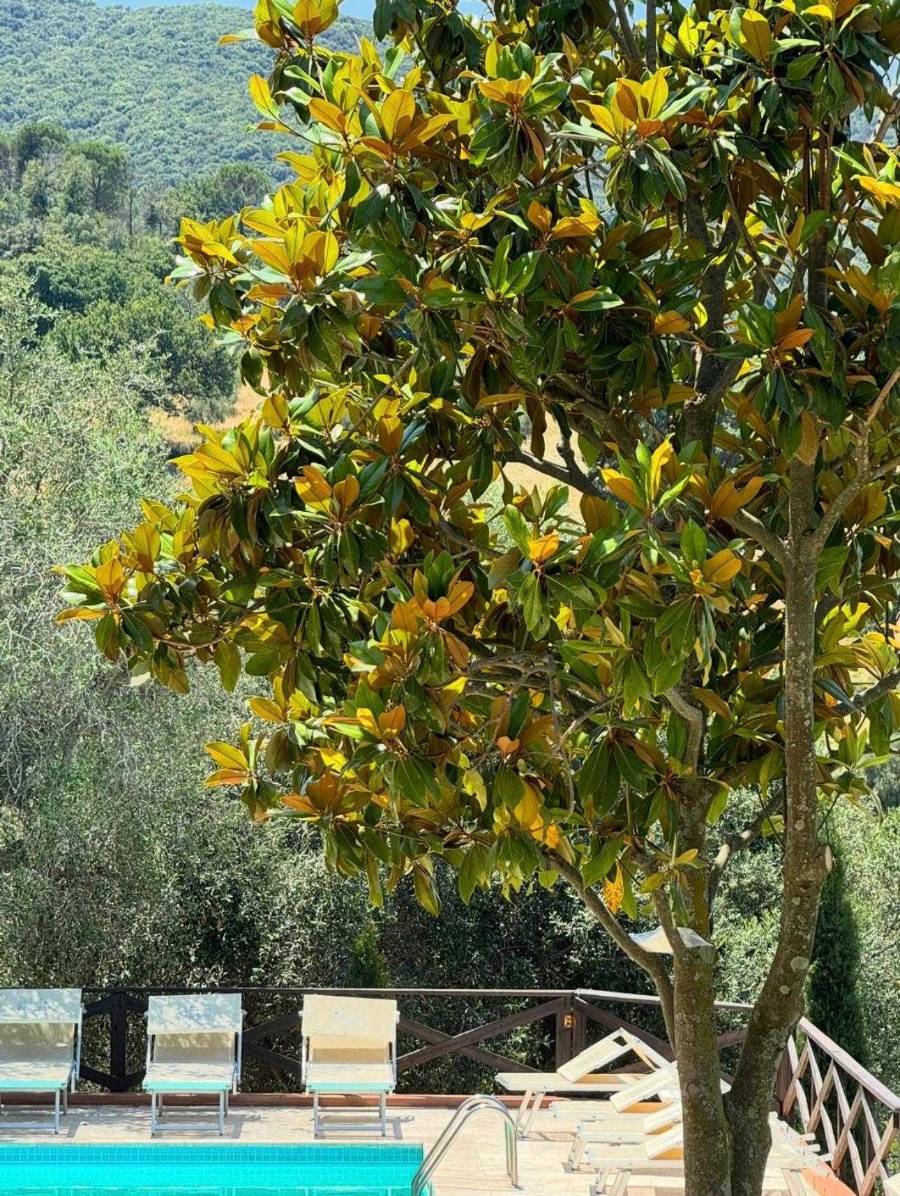 Madonna Del Poggio Cav Lejlighedshotel Scarlino Eksteriør billede
